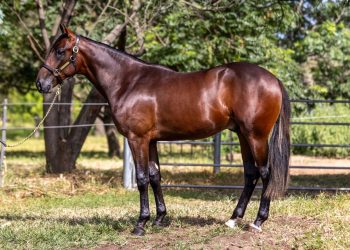 From Naval Officer to harness racing breeder