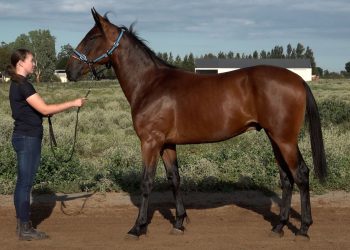 Inside Sarah Towers’ yearling preparations