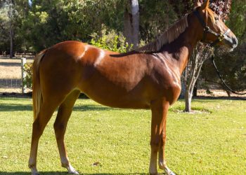Beginners’ luck for Busselton breeder