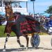 Millwood Nike named Horse of the Year