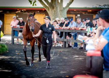 Countdown to the 2024 National Yearling Sale