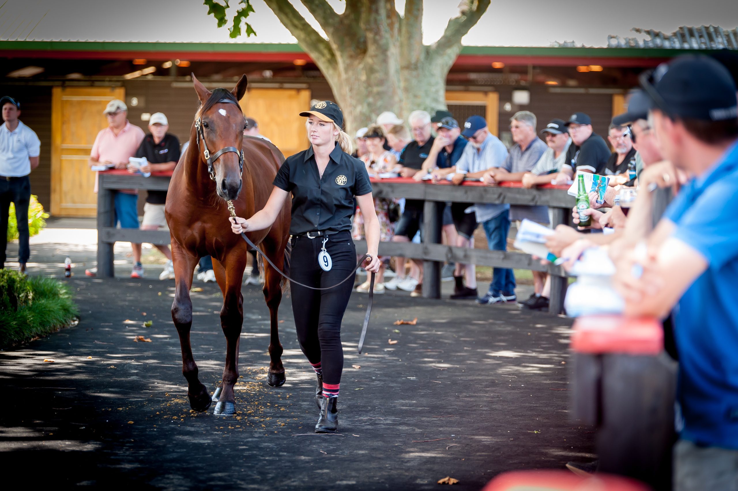 Countdown to the 2024 National Yearling Sale Harnesslink