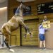 Colt sells for $210,000 at Melbourne yearling sale