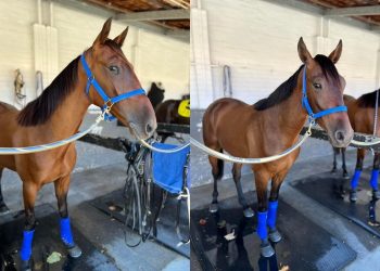 APG Yearling Sale graduates make waves in WA