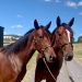 A tale of two Sweet Lou fillies