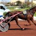 Horchestro takes Grand National du Trot