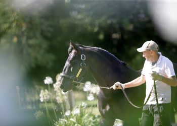 Bettor’s Delight to call New Zealand Home