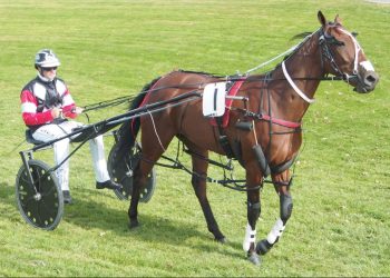 Bryce’s Meddle wins Autumn Cup