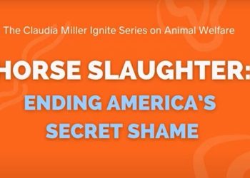 Freddie Hudson part of End Horse slaughter webinar