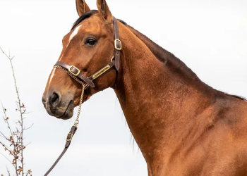 Yabby Dam Farms – Strong line-up of 25 for Nutrien Sale