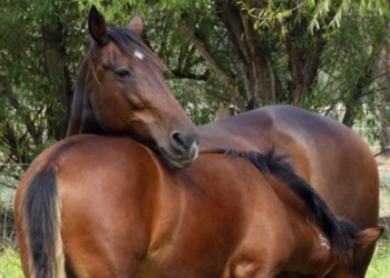 Galthorn Farm offers five at the Melbourne Nutrient Sale
