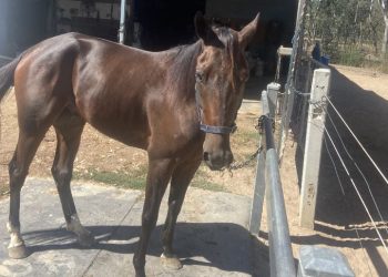 French optimistic for Illtellyousumthing’s maiden success