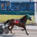 McNatural L strolls to victory in Buffalo feature 3 McNatural L strolls to victory in Buffalo feature