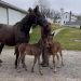 Twin foals are doing fine: Video included