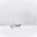 Saratoga cancels Saturday racing due to snow
