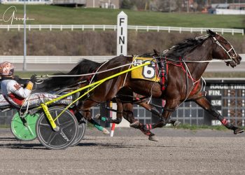 Battle of the Aussie horses at The Meadows
