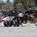 Always Watching hangs tough in Saratoga Open