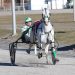 Sixty horses to qualify at First Tracks Cumberland