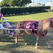Queenslanders shine at the NSW Mini Trotting Championships 3 Queenslanders shine at the NSW Mini Trotting Championships