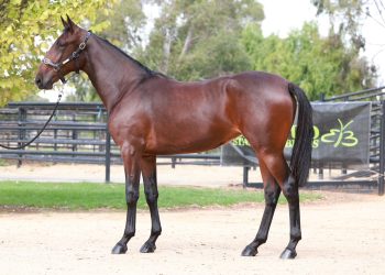 Mildura Cup on Friday night
