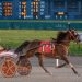 Lougazi, Six Degrees shine in co-feature trot & pace