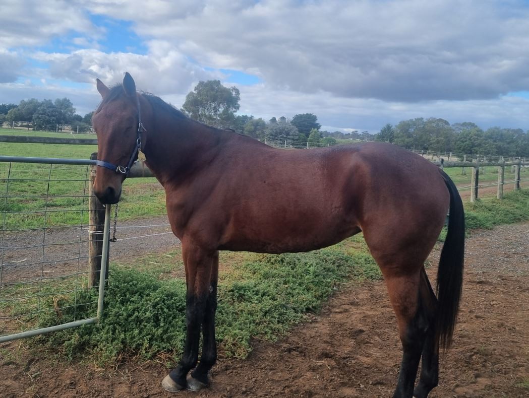 Catherine inspired by an Aussie Icon at Melton