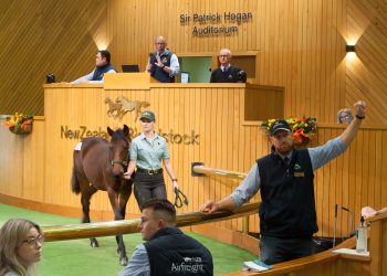 Siblings to the stars featured at Weanling Sale