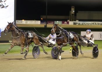 Scotty trains and drives Delightful Lady Classic