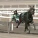 Six-year-old mare takes first Preferred win 2 Six-year-old mare takes first Preferred win