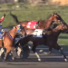 Solid start for Rideau Preferred contender 1 Solid start for Rideau Preferred contender