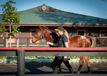 Star stacked catalogue for Alabar at the NZ Weanling Sale