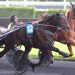 Coquaholy takes Prix du Perreux at Vincennes