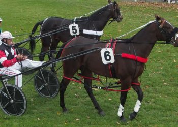 Sapling Stakes Snippets