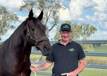 New Egmont Park studmaster