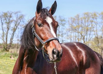 Karl heads NJSS action at The Big M