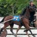 Ocean Downs seeks outrider 4 Ocean Downs seeks outrider