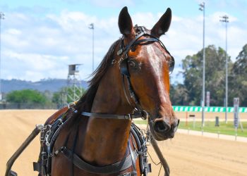 Taiba’s newest addition ready for Victorian debut