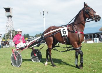 Brett Gray talks Ascot Park on Saturday