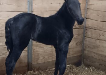 What a beautiful foal, finally!