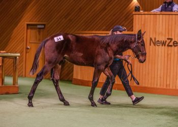 Online participation key at 2024 Weanling Sale