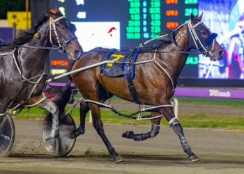 Hall says Mister Smartee is his best since champion Quinny