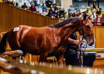 Entries open for the 2025 National Yearling Sale