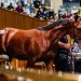 Entries open for the 2025 National Yearling Sale