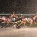 Sea Can handles sloppy track in Invitational 2 Sea Can handles sloppy track in Invitational