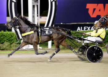 Trotting mares answer the call at Alexandra Park