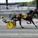 Beat Cop fastest in DSBF colt pace divisions