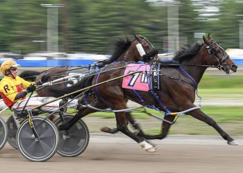 Six straight wins for Cumberland Open pacer