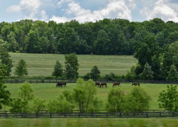 Diamond Creek mares heading to New Zealand