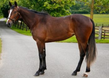 300,000€ co-toppers at Arqana-Trot Summer Sale