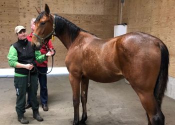 Aldebaran Park produces winners in three countries